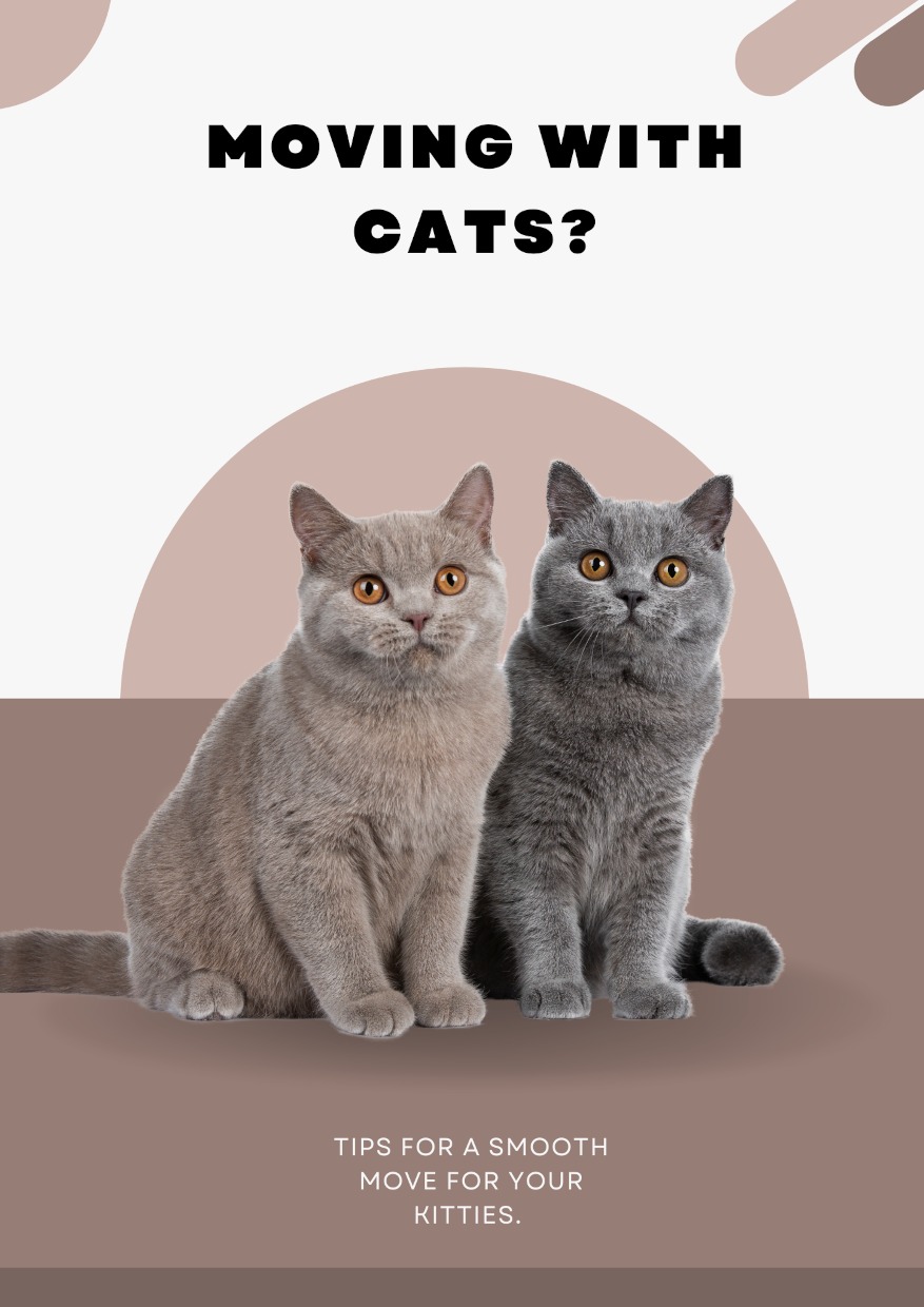 Moving with cats? Professionals & Animal Lovers Show